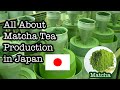 #2 All About Matcha Production in Kyoto, Japan