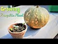 HOW TO GROW PUMPKIN PLANT VERY EASILY AT HOME