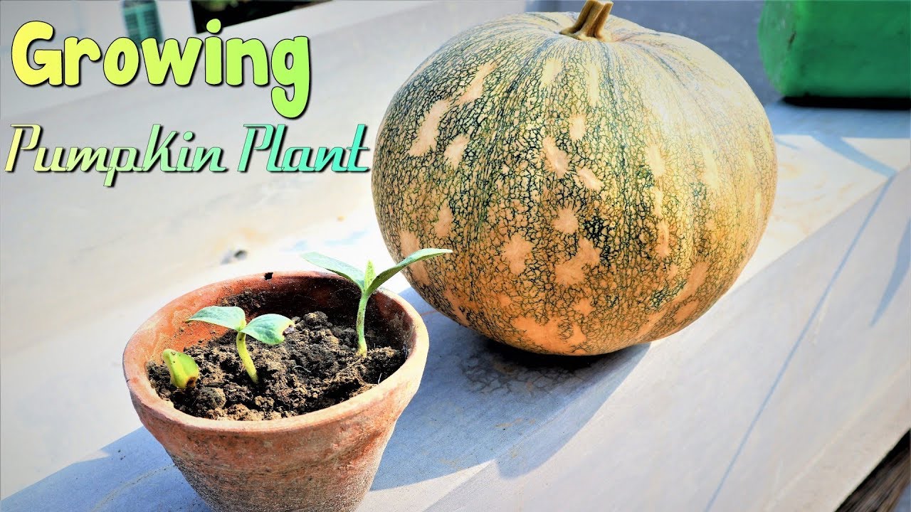 HOW TO GROW PUMPKIN PLANT VERY EASILY AT HOME YouTube