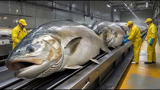 Inside a High-Tech Salmon Processing Factory | From Fresh Catch to Perfect Fillets