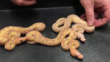 Royal Constrictor Designs