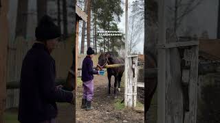 Как научить лошадь ржать по команде #конныйспорт #horse #лошадки #лошади #equestrian
