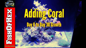 30 Gallon Triton Chaeto Reactor Build Day 6 Adding Coral