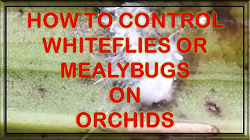HOW TO CONTROL WHITE FLIES OR MEALY BUGS ON ORCHIDS BY DR L JOSE