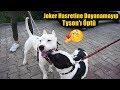 Tyson Eski Sevgilisi Joker'le Uzun Zaman Sonra Buluşup Hasret Giderdi 😍 (AMSTAFF)