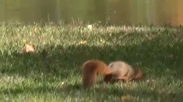 Squirrel Search