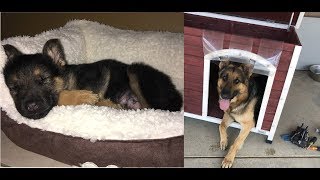 GERMAN SHEPHERD PUPPY TO FULL GROWN