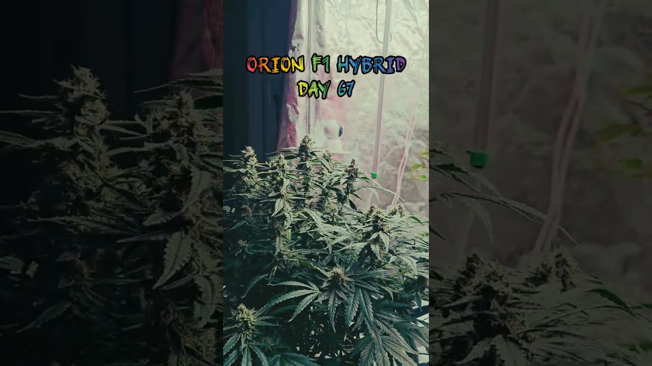 🔞💚Day 67❤️Orion F1 Hybrid 