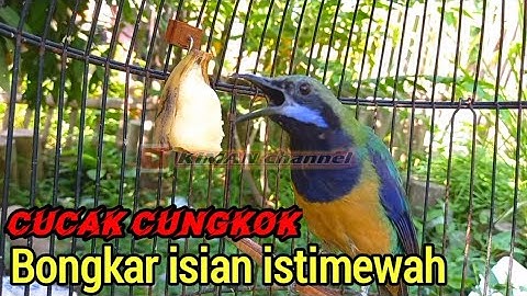 CUCAK CUNGKOK BONGKAR ISIAN