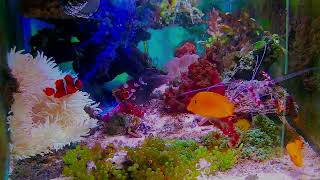 「Relaxing and pleasant music: real and beautiful aquarium~Heal your mood and relax your body an」的副本 by yeeco 2 views 1 day ago 10 minutes, 1 second