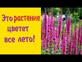 ПОСАДИТЕ многолетний ЦВЕТОК,который обильно цветет ВСЕ ЛЕТО!/Дербенник