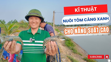 Kĩ thuật nuôi tôm càng xanh hiệu quả cao | Vũ Đức Thiện