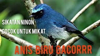 Sikatan ninon gacor  cocok untuk mikat || Slendang biru gacor