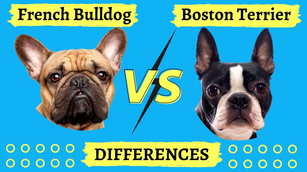 Are French Bulldogs And Boston Terriers Related