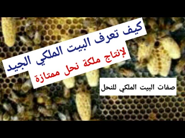 غذاء ملكات النحل (العسل الملكي)، أبرز المعلومات حوله