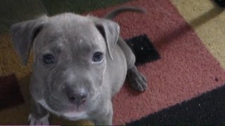 Tiny adorable blue pitbull puppy