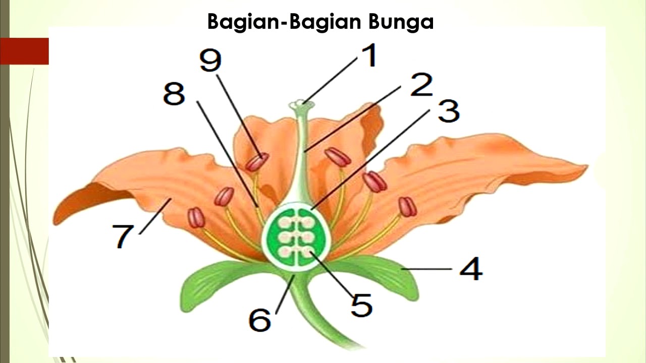 Part 1 Perkembangbiakan Tumbuhan  secara Generatif  YouTube