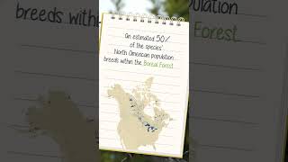 Merlins in the Boreal Forest