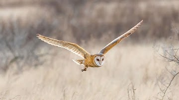 Stop Terminal 2 - Protect migratory birds