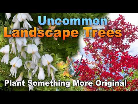 5 Underrated Trees You Should Consider for Your Landscape