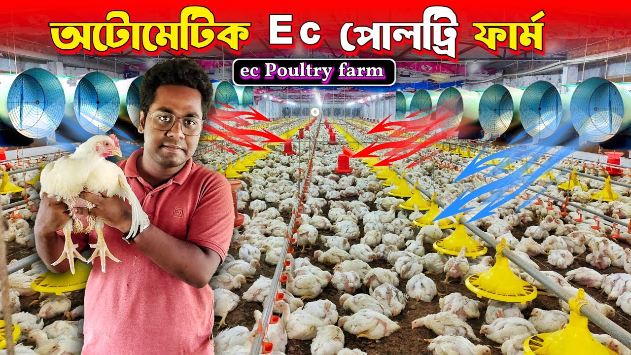 অটোমেটিক Ec Poultry ফার্ম  | ec Poultry Farm | Poultry Farming