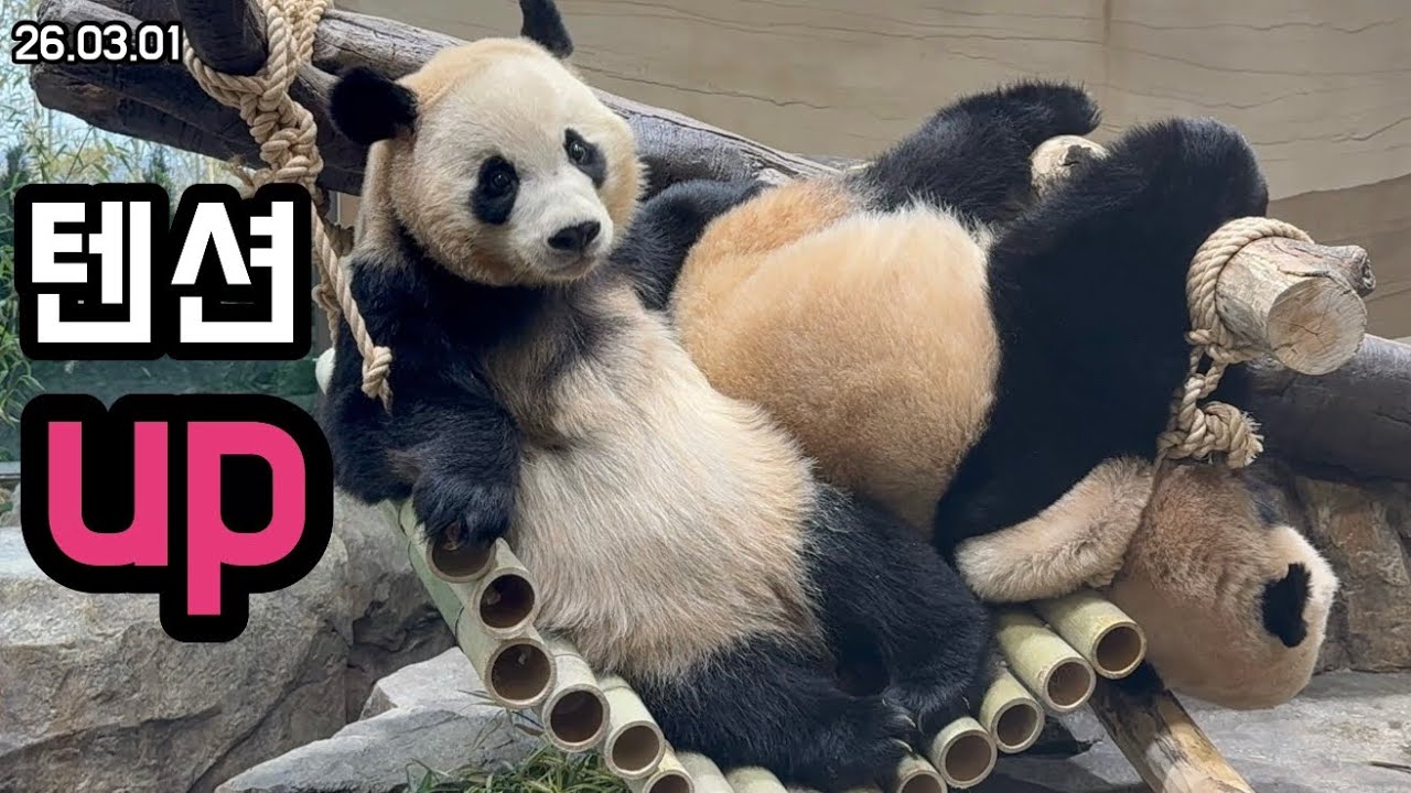 26.03.01 푹 자고 일어나서 웅니에게 까불까불ㅋㅋㅋ🤣 놀쟈🤗