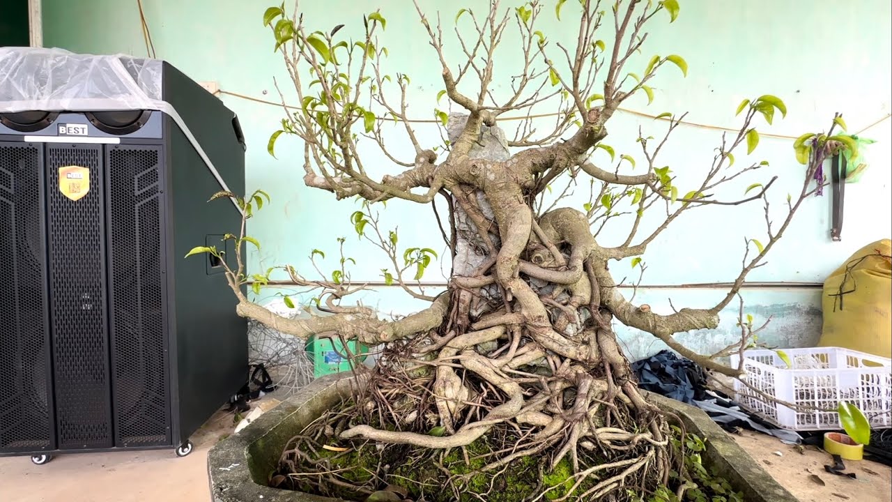 Cứ gọi là già lú lẫn, ổi, lộc vừng, sanh 28/1 dt 0337496058