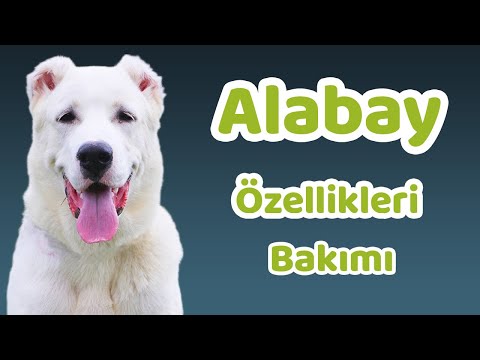 Alabay özellikleri, bakımı, beslenmesi, sağlığı ve eğitimleri