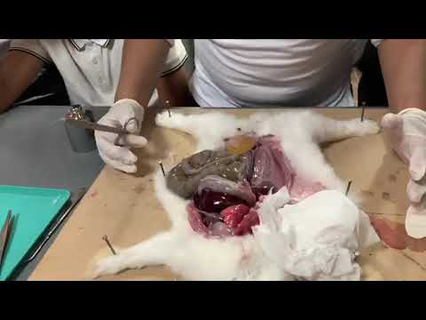 Rabbit Dissection - YouTube