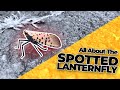 All About the Spotted Lanternfly & How to Get Rid of Them!