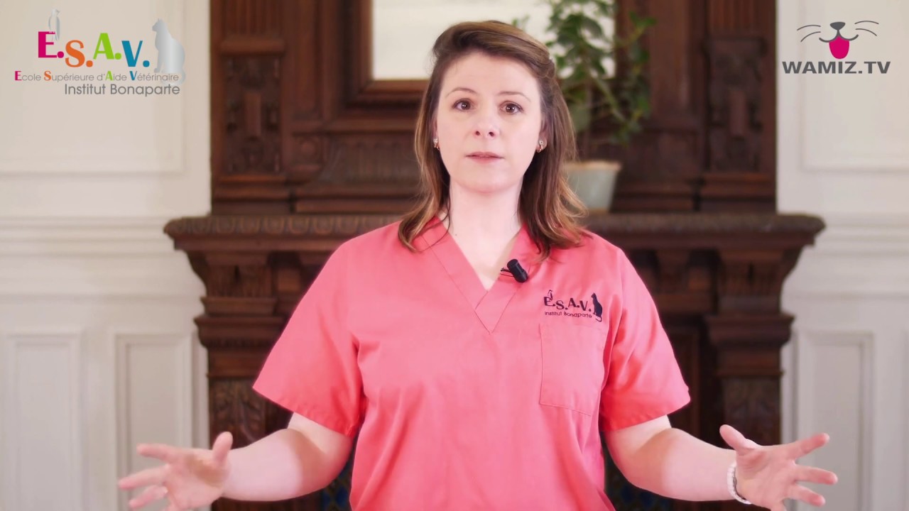 Comment faire un shampoing sec à son chat ?