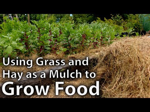 Video: Mulching The Soil With Cut Grass: Can You Mulch Carrots And Other Vegetables In The Garden With Freshly Cut Grass From A Lawn Mower? Benefit And Harm