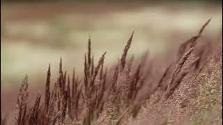 [1HOUR LOOP]Pretty Little Liar-Candelion