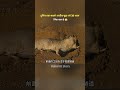 #The #world's #strangest #rat #that #lives #for #30 #years #ytshorts #viral #story #animals