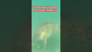 Swimming with green sea turtles in Mexico