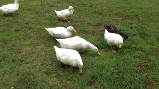 Our ducks free-ranging: Enjoying grass & freedom! by Sarina Maynor 1,295 views 10 years ago 1 minute, 1 second