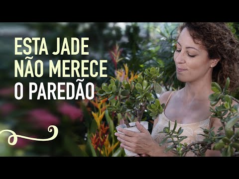 Vídeo: Cultivando Plantas de Jade Gollum: Como Cuidar das Suculentas de Jade Gollum