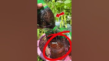Thumbnail of Smart idea to plant water spinach from the stem #agriculture #gardeningtips #plantwater spinach #...