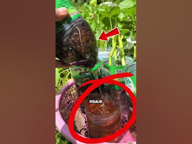 Ide cerdas Tanam Kangkung dari batangnya #pertanian #tipsberkebun #tanamkangkung #trikpintar #fyi