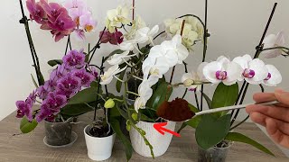 Bir Kaşık Verin Orkideler Bol Çiçek Açıp Sağlıklı Kökler Versin/Orkide Coşturan Gübre