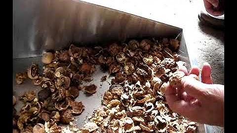 Walnut cracking machine nut processing line shell kernel separator