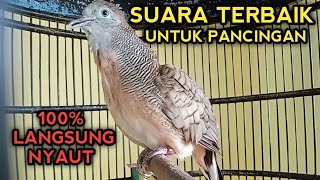 SUARA PERKUTUT BANGKOK GACOR TERBAIK UNTUK PANCINGAN BOS 100% PERKUTUT BANGKOK LANGSUNG NYAUT