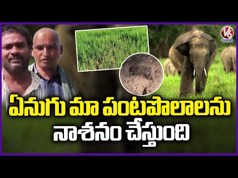 Elephants Destroy Farmers’ Crops in Chittoor | Farmers In Trouble  | V6 News - V6NEWSTELUGU