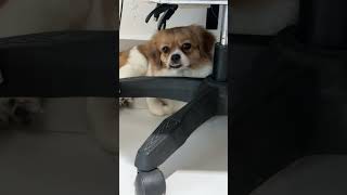 Full Video link below #KokoniDaily#PuppySnuggles#KokoniLife#LittleKokoni#PuppyJoy#KokoniVibes