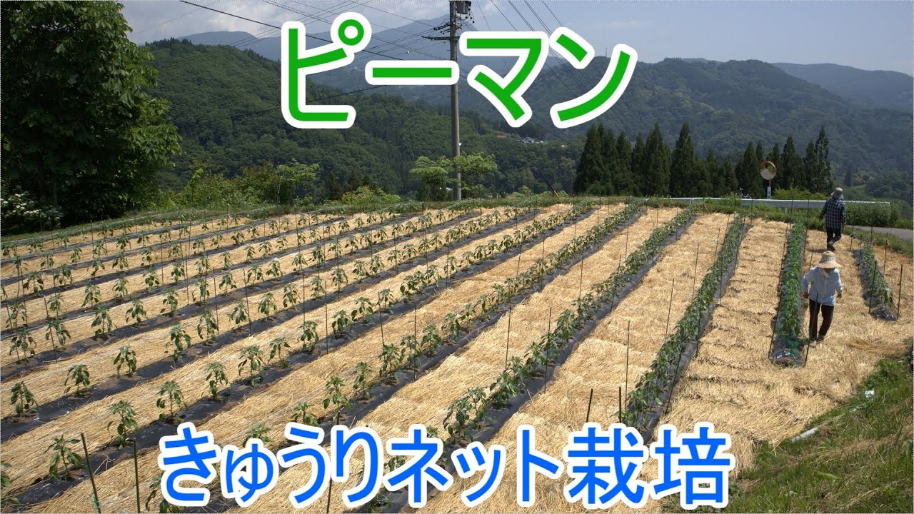 【ピーマン】きゅうりネットを張りました