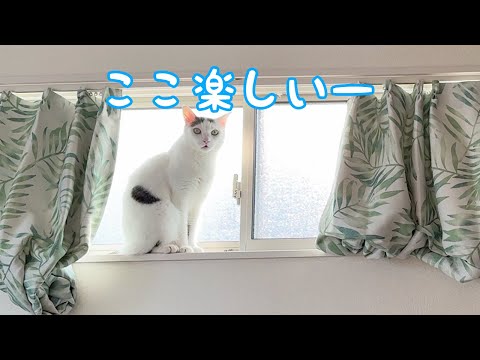 封印してた場所を開放したら猫ホイホイになりました