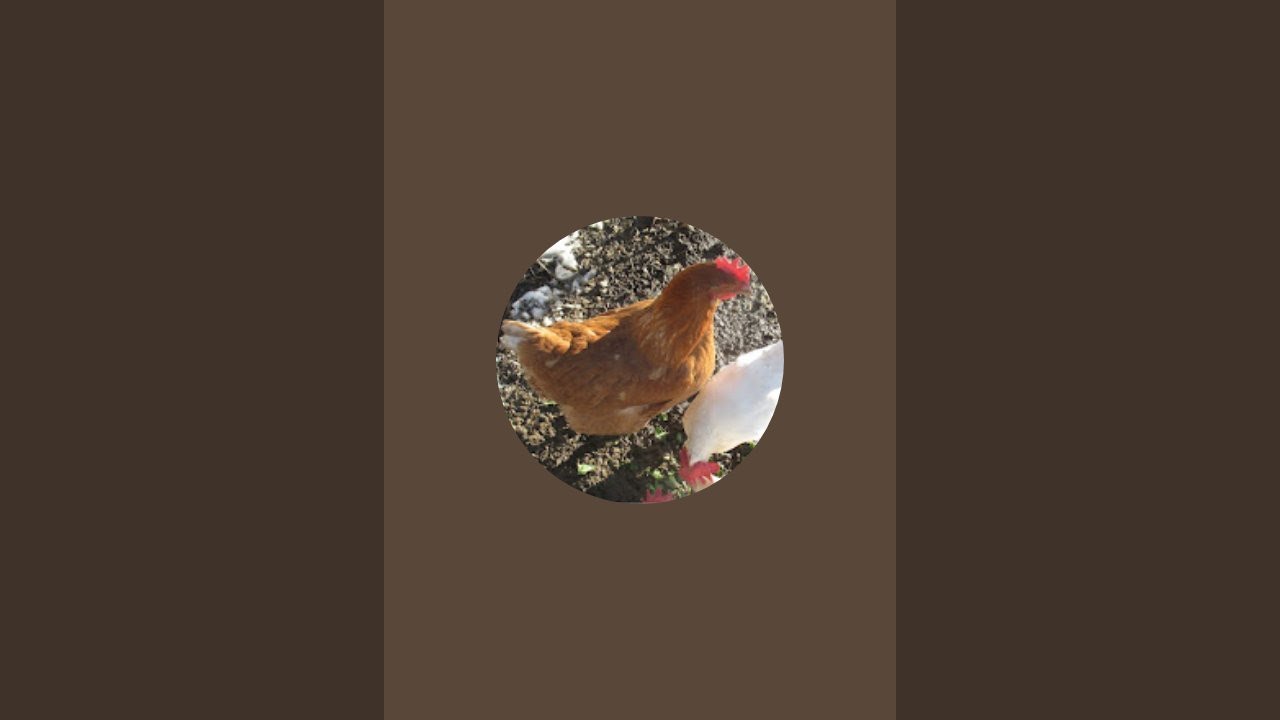 Příroda pro děti vysílá živě!