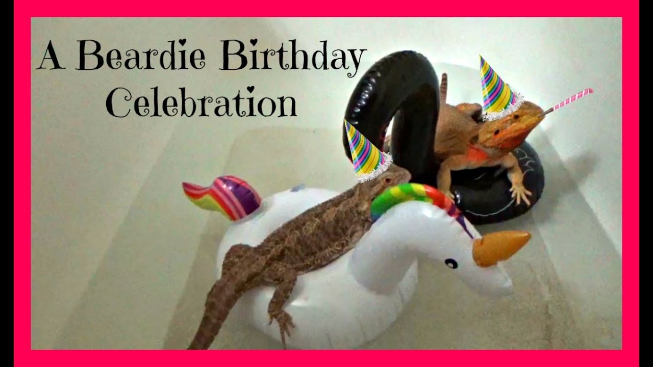 lizard skin grips BEARDIE BIRTHDAY CELEBRATION!! | (Belly's 3rd)