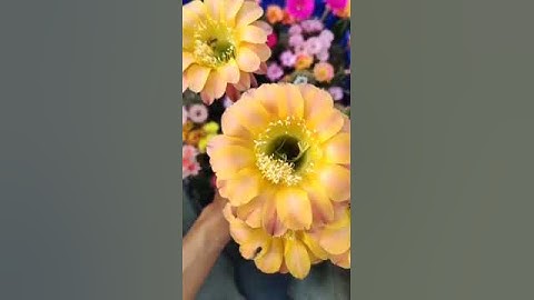 Cactus Echino ???? Help help!!!!