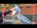 大好きな飼育員さんの隣で幸せそうなふたばちゃん(泣)…名場面で綴る!ハシビロコウふたばちゃんとの思い出 part8。 掛川花鳥園のハシビロコウふたば